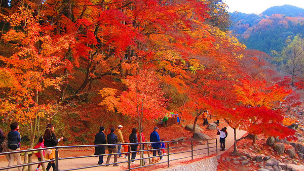 JAPON EN EPOCA DE MOMIJI